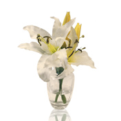 Lily Splash